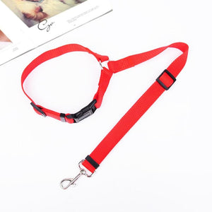 Ceinture de sécurité pour chien dans voiture