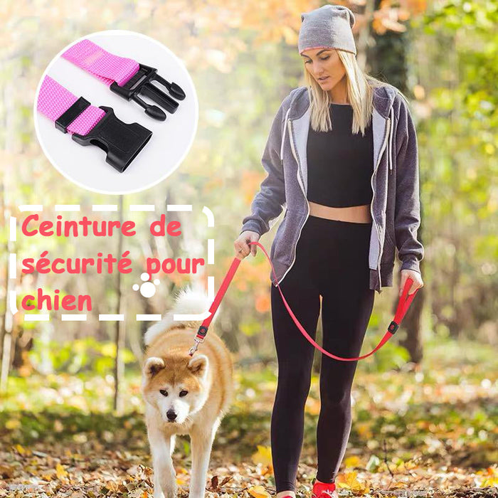 Ceinture de sécurité pour chien dans voiture