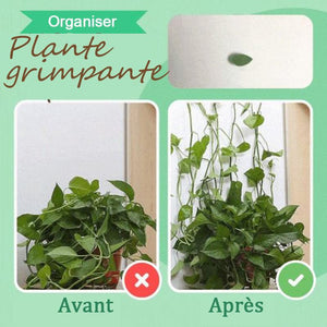 Clips de fixation murale pour plantes grimpantes Feuilles