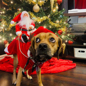 Costume de chien Vêtements de Noël pour animaux