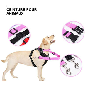 Ceinture de sécurité pour chien dans voiture