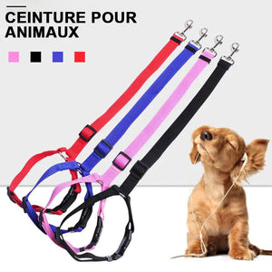 Ceinture de sécurité pour chien dans voiture