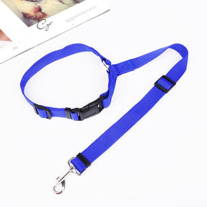 Ceinture de sécurité pour chien dans voiture