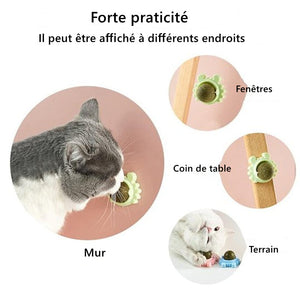 Boules d'herbe à chat